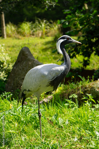 demoiselle crane   Heron