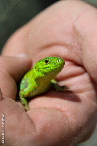 green lizard sitting on hand