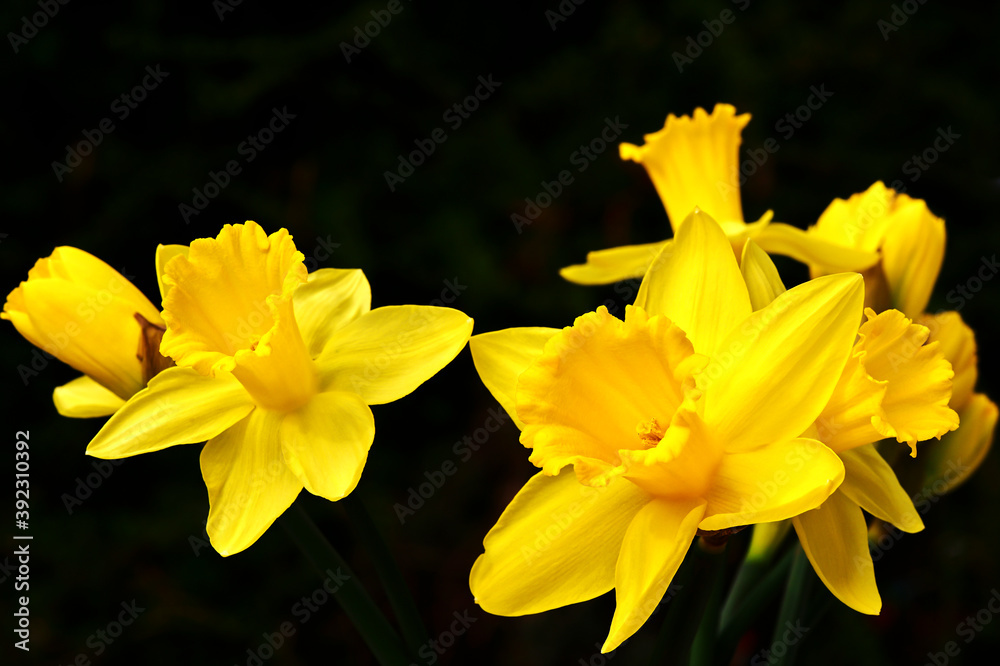 Macroshot from the blossoms of a Jonquil (Narcissus pseudonarcissus) in the sunshine. Macroshot from the blossoms of a Jonquil (Narcissus pseudonarcissus) in the sunshine.