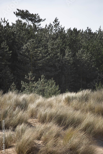 Sand dunes and pine trees photo