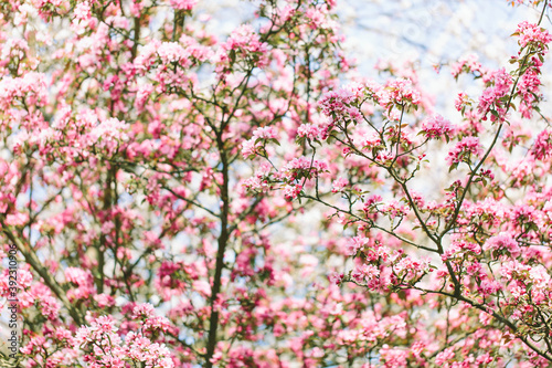 Pink crab apple blossom