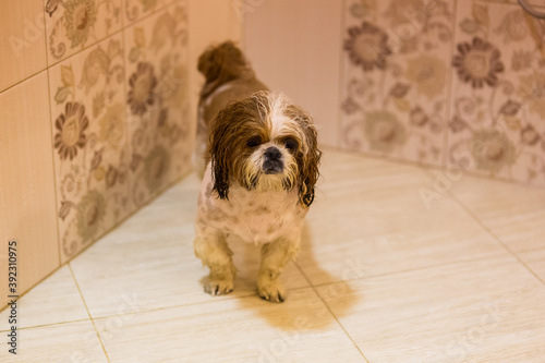 Dog wash before shearing. Wet dog in the shower after washing.