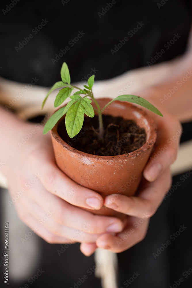 Tomato seedlings