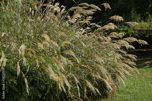 Miscanthus sinensis