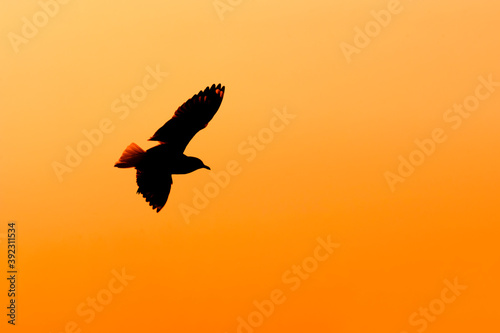 shadow of a bird seagull flying on sunset background