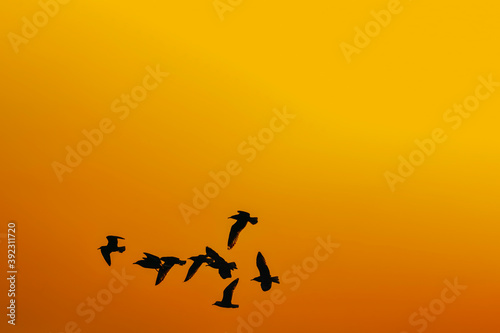 shadow of flock birds seagulls flying on sunset background. Orange sky.