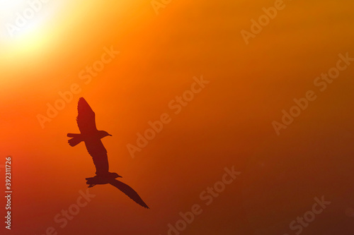 shadow seagulls flying on sunset. orange background.
