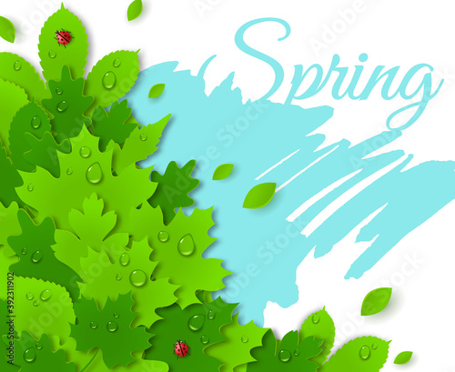 Spring design with green leaves. Spring concept. Vector illustration. Water drops and lady bugs. Dew on leaves.