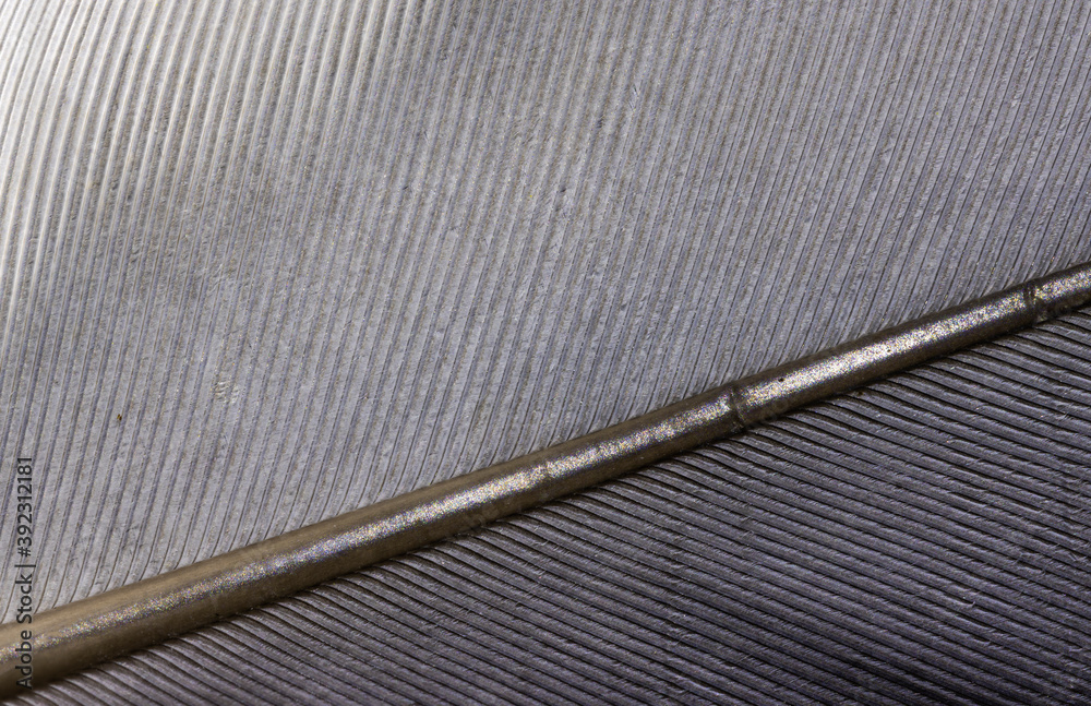 Bird Feather Close Up Bird Feather Close Up