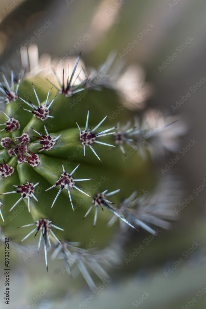 Detail of Cactus plant in the desert. Close up thorns. Defocused. Detail of Cactus plant in the desert. Close up thorns. Defocused.