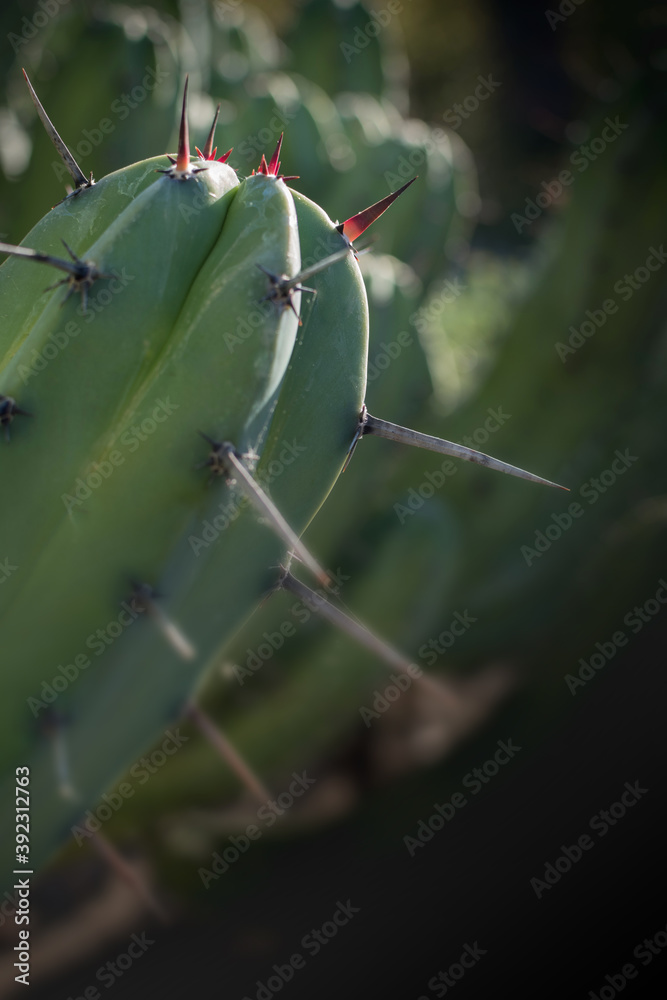 Detail of Cactus plant in the desert. Close up thorns. Detail of Cactus plant in the desert. Close up thorns.