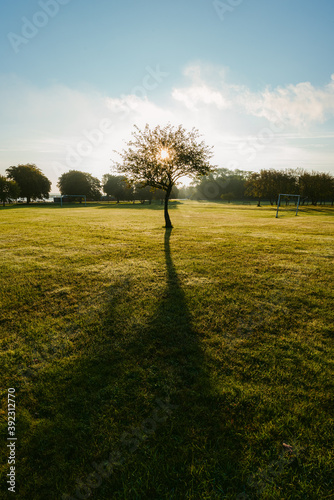 Blooming tree branches on green lawn in park