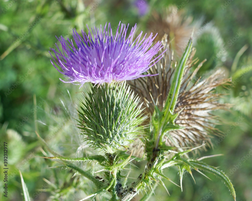 Spear Thistle (Cirsium vulgare) Spear Thistle (Cirsium vulgare)
