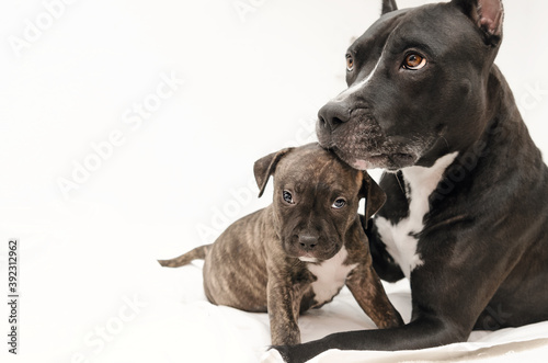 Staffordshire terrier two-month puppy dog. Young dog sitting with mommy Dog. Dog mom kissing she's puppy dog. Two month puppy. Dog family