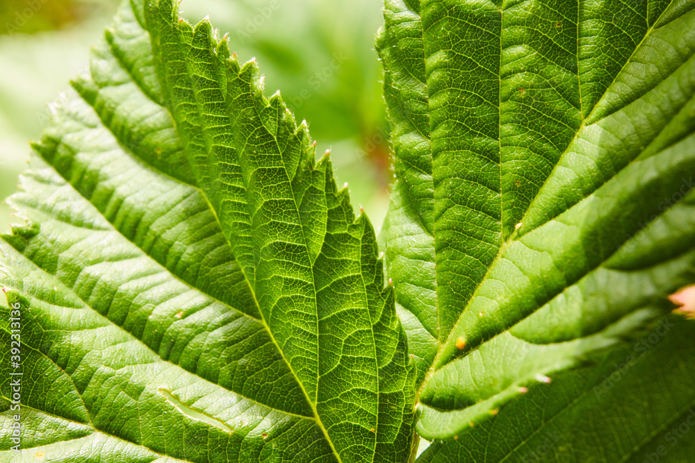 close up of green leaf close up of green leaf