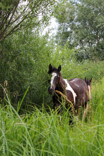 Horse in a thicket of tall grass