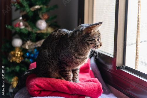 Cat looking out the window with a Christmas tree in the background. photo