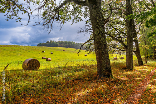 Hay -stacks or bales in a field, European landscape in autumn