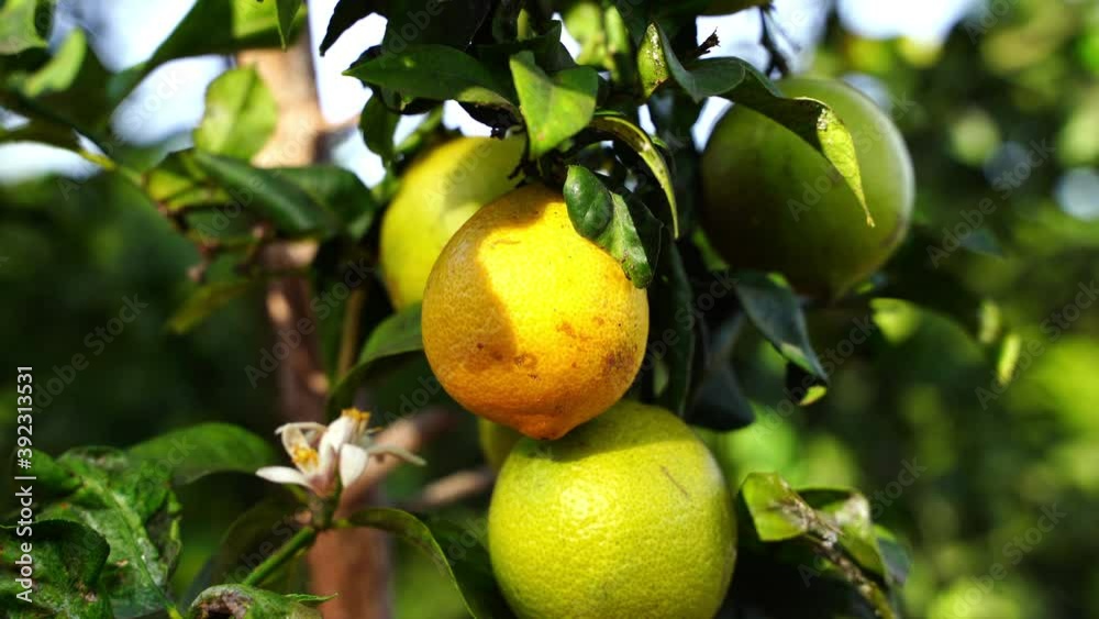 lemons on the tree, ecological gardening at home lemons on the tree, ecological gardening at home