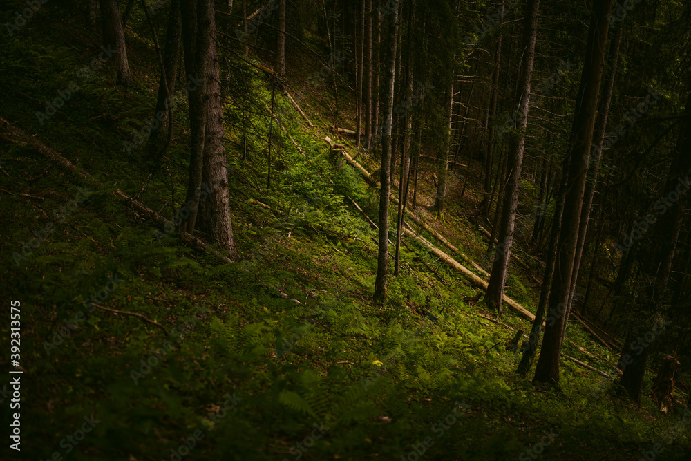 Green mountainside with tall trees Green mountainside with tall trees