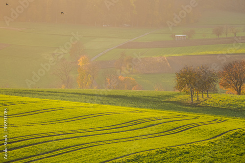 Bild auf Leinwand Obstbäume im Herbst