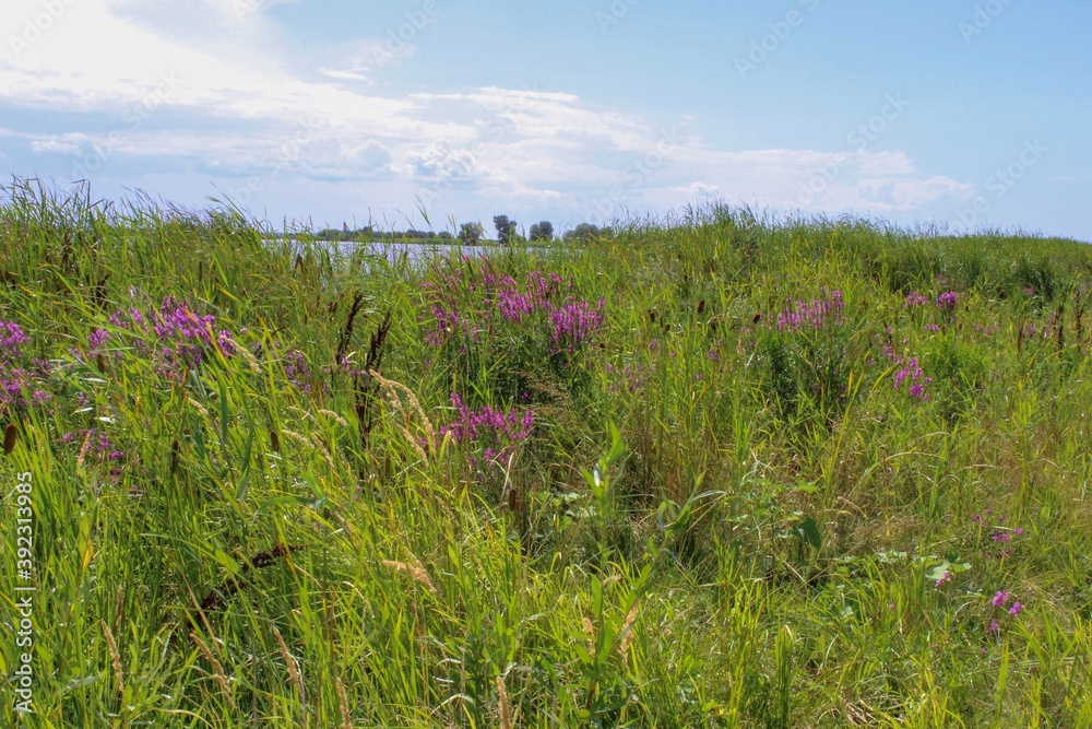 Steppe with yellow and purple colors. High grass. Steppe with yellow and purple colors. High grass.