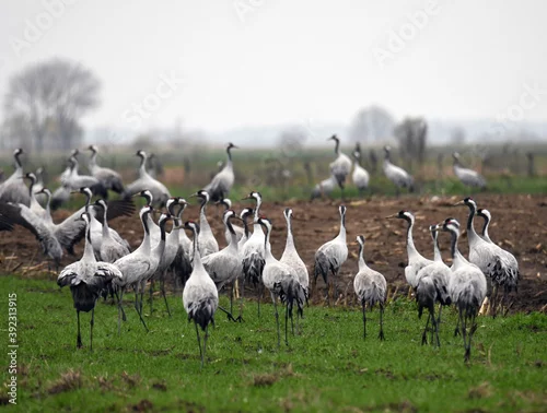 Obraz Stado żurawi stojące na polu po kukurydzy