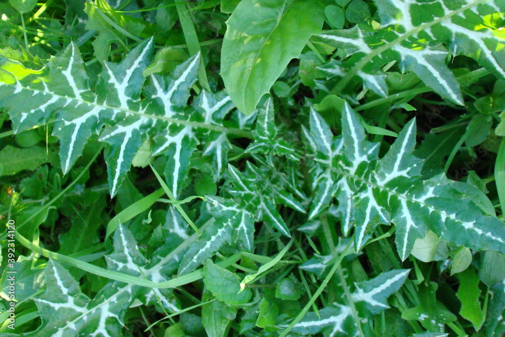 Fototapeta premium Mediterranean Thistle (Galactites tomentosa)