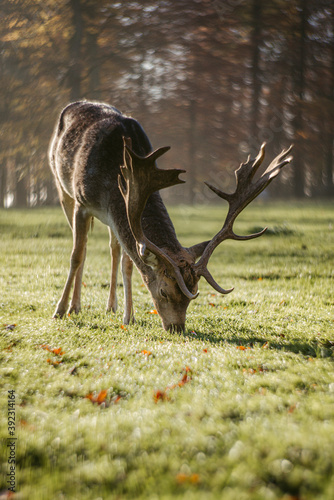 Red deer pasturing in green lawn in park