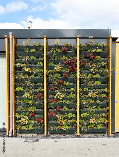 plants on building
