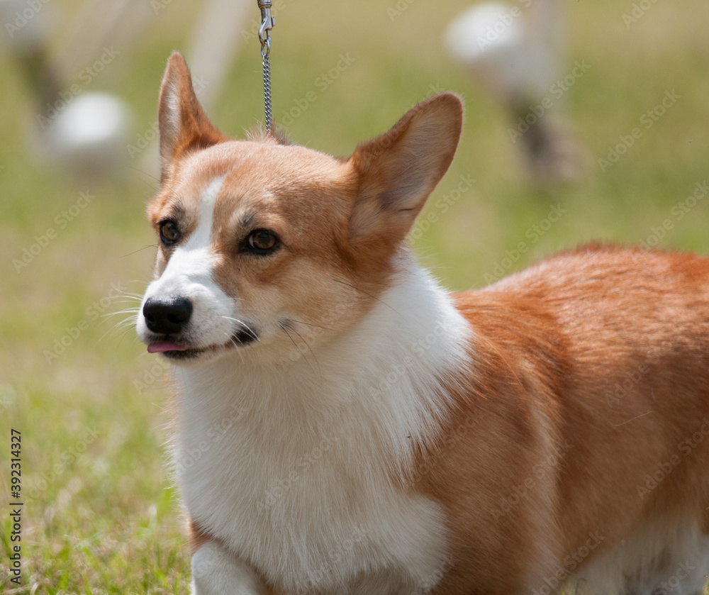 Corgi sticking tongue out Corgi sticking tongue out