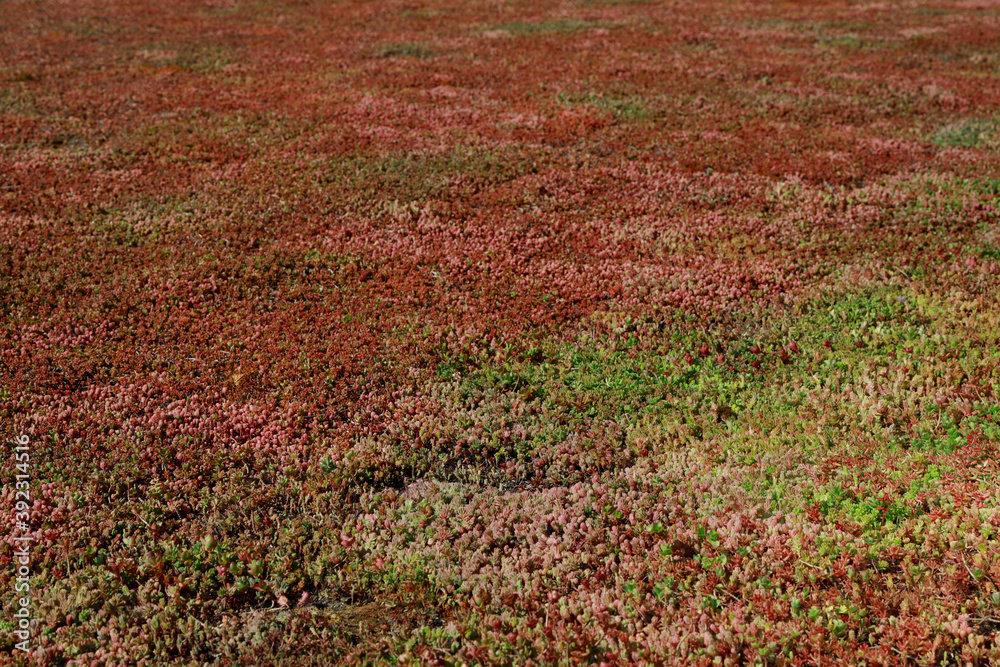 sedum sedum