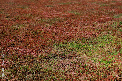 sedum photo