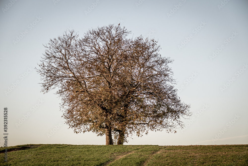 Obstbäume im Herbst Obstbäume im Herbst