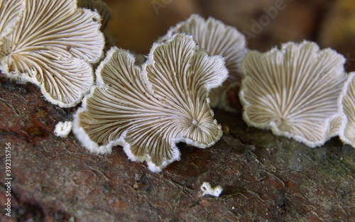 Schizophyllum commune - rozszczepka pospolita - ukochany grzyb fotografów :) - Trójmiejski Park Krajobrazowy									
 photo