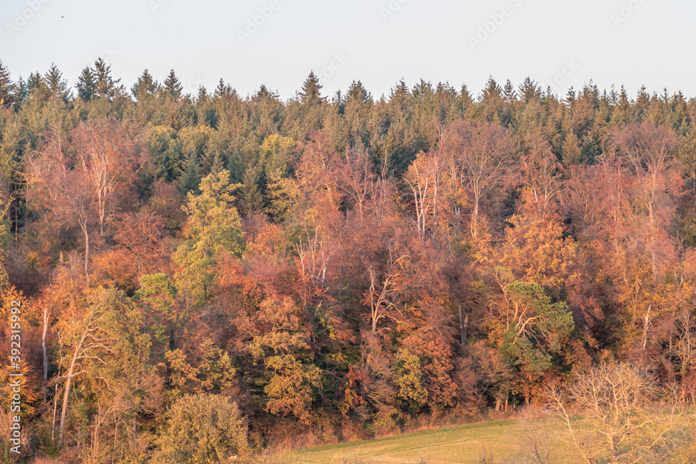 Fototapeta premium Herbst im Mischwald