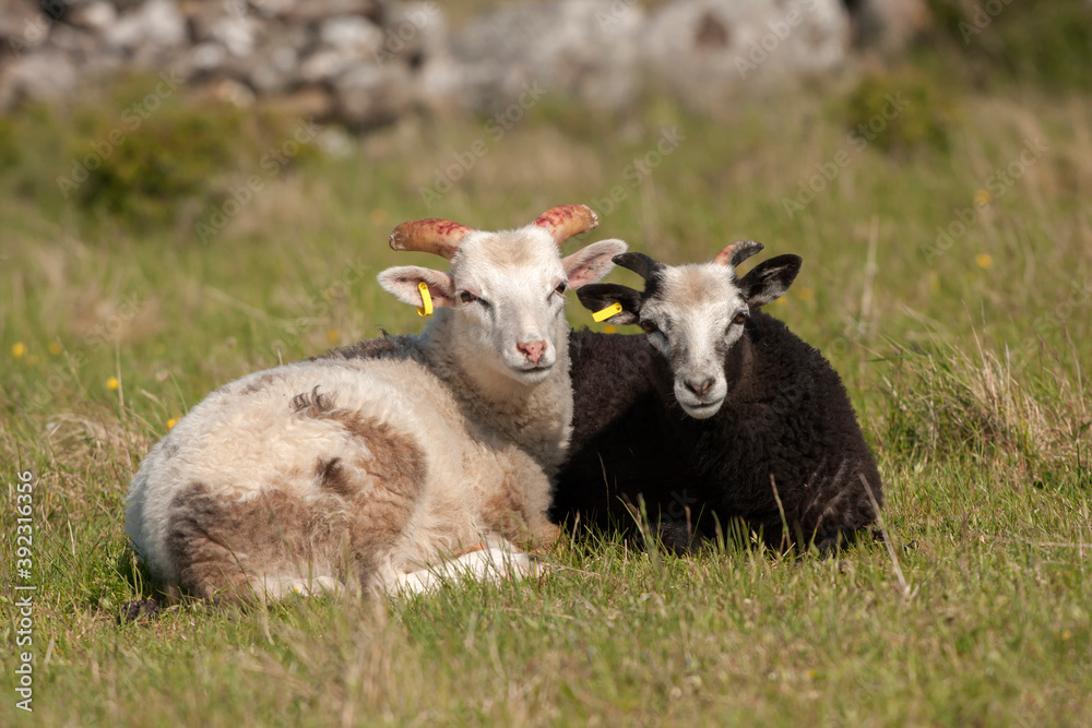 Black and white sheep. The Gute (Gutefår) is a landrace-based breed of domestic sheep native to the Swedish island of Gotland Black and white sheep. The Gute (Gutefår) is a landrace-based breed of domestic sheep native to the Swedish island of Gotland