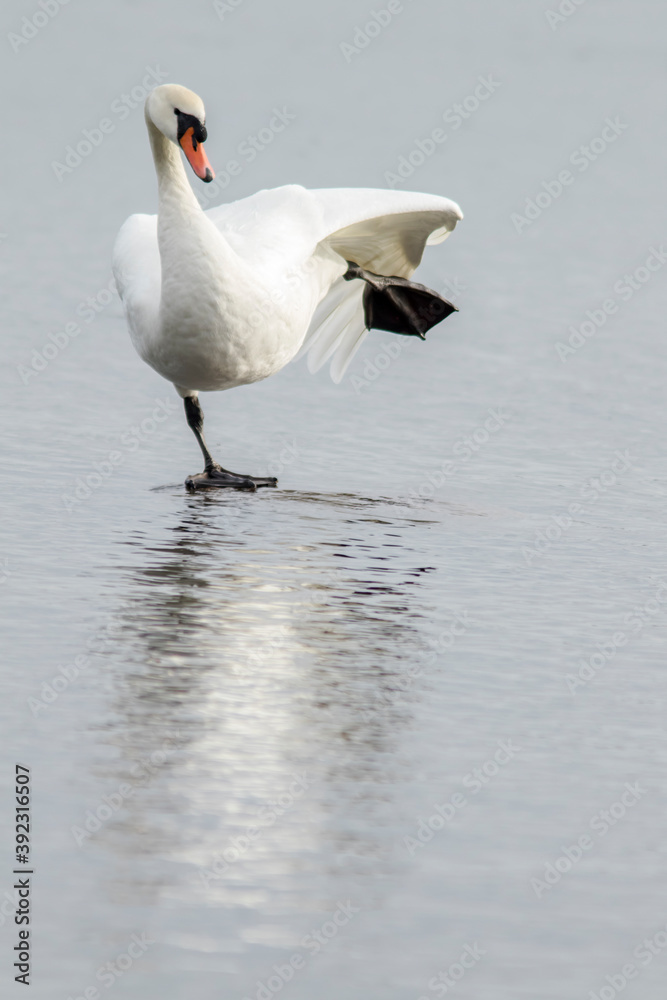 Graceful mute swan (Cygnus olor) stretching itself on a wet sand Graceful mute swan (Cygnus olor) stretching itself on a wet sand