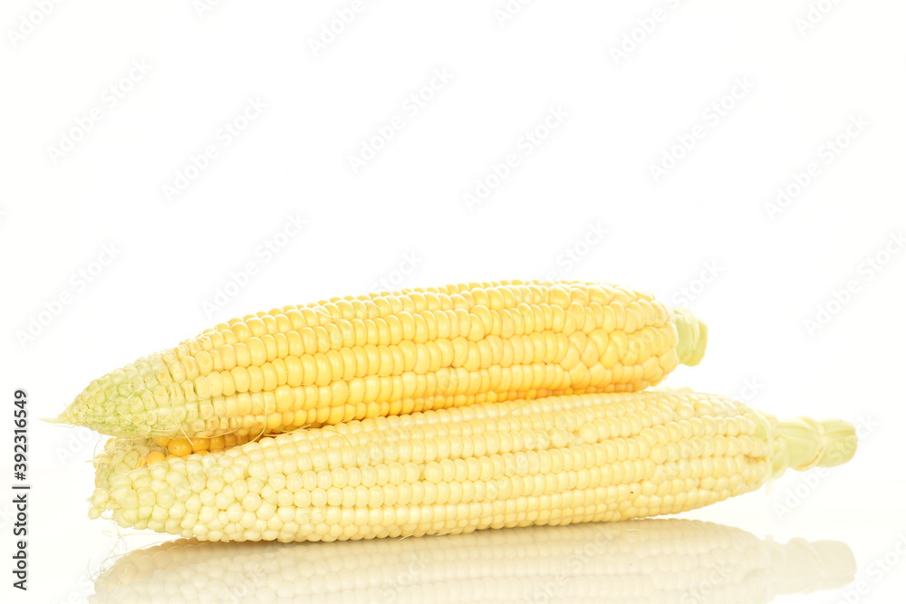 Ripe ears of corn, close-up, on a white background. Ripe ears of corn, close-up, on a white background.