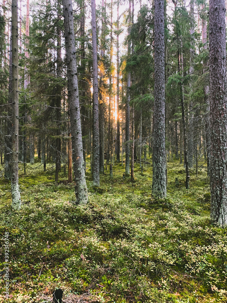 evening sunlight in the forest, fir trees and pine trees evening sunlight in the forest, fir trees and pine trees