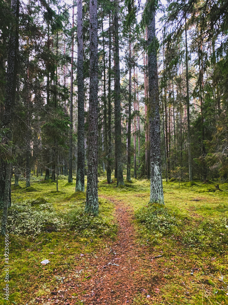 Fototapeta premium evening sunlight in the forest, fir trees and pine trees