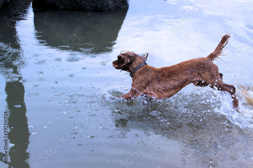Dog in water.