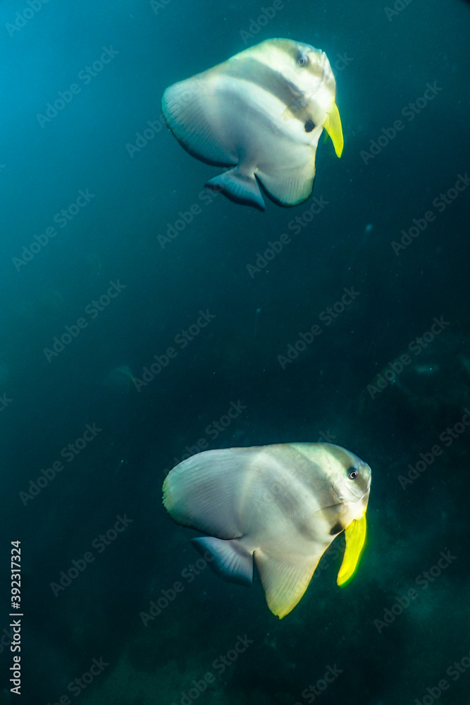Naklejka premium Bat fish
