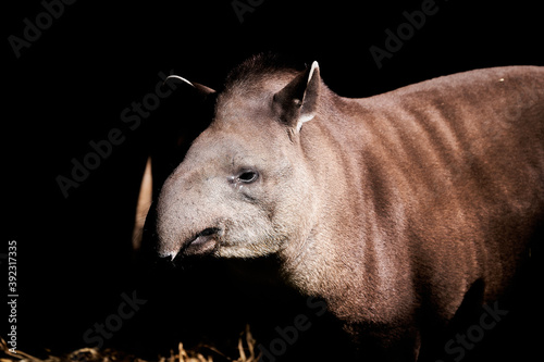 South American tapir, Tapirus terrestris, also Brazilian, Amazonian, maned and lowland tapir. In warm sunlight in Zoo Osnabrueck