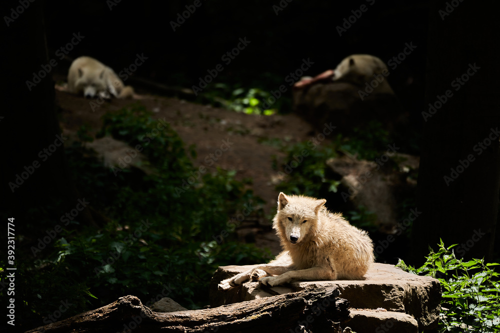 Hudson Bay Wolf, Canis lupus hudsonicus, a subspecies of gray wolf native to northern Keewatin, at the northwestern coast of Hudson Bay in Canada. Lying in warm sunlight at Zoo Osnabrueck, Germany Hudson Bay Wolf, Canis lupus hudsonicus, a subspecies of gray wolf native to northern Keewatin, at the northwestern coast of Hudson Bay in Canada. Lying in warm sunlight at Zoo Osnabrueck, Germany