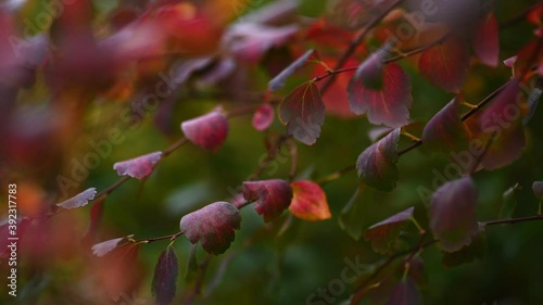 Burgundy autumn leaves natural background