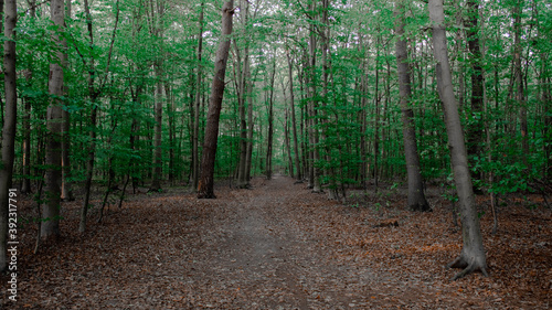 footpath in the forest