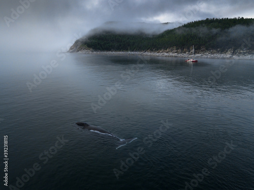 Whale in the sea photo