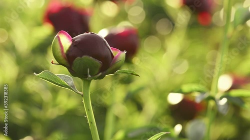Red peonies in the morning