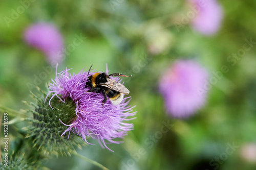 Bombus terrestris, Bumblebee sitting on a violet blossom of a thistle and feeding on Nectar with pollen on its back  